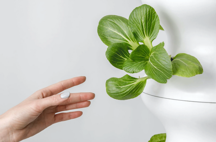 Benefits of Hydroponic Indoor Gardening