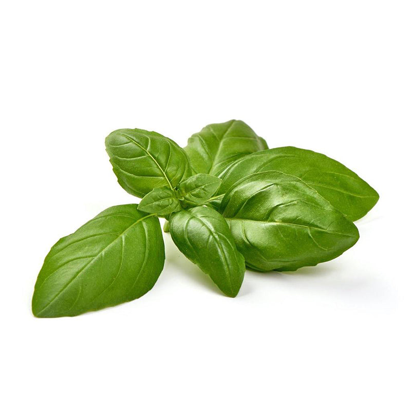 Italian Basil Seed