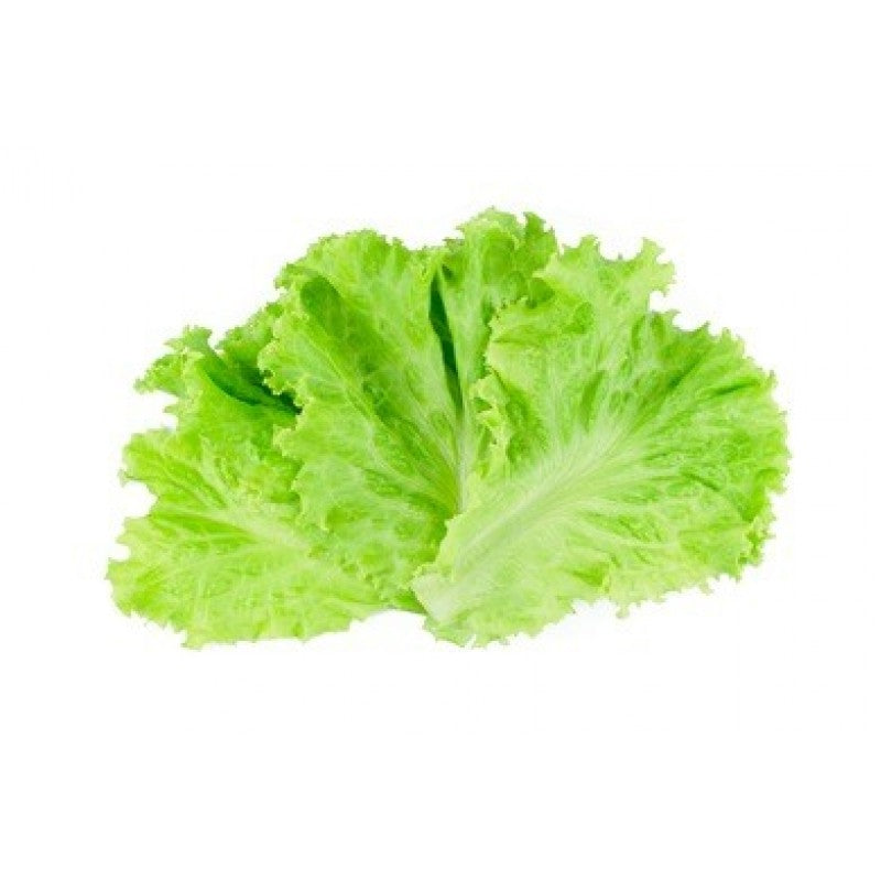 Green Lettuce Seed