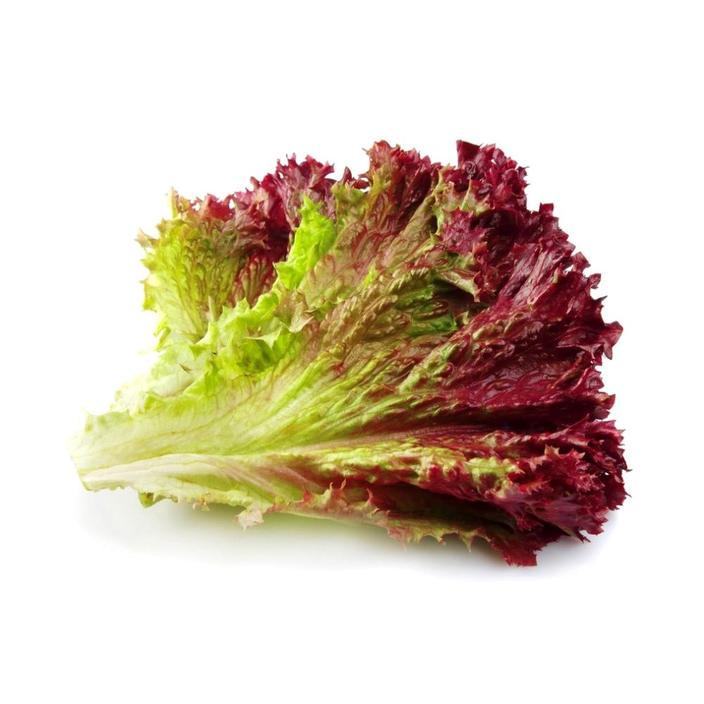 Red Leaf Lettuce Seed